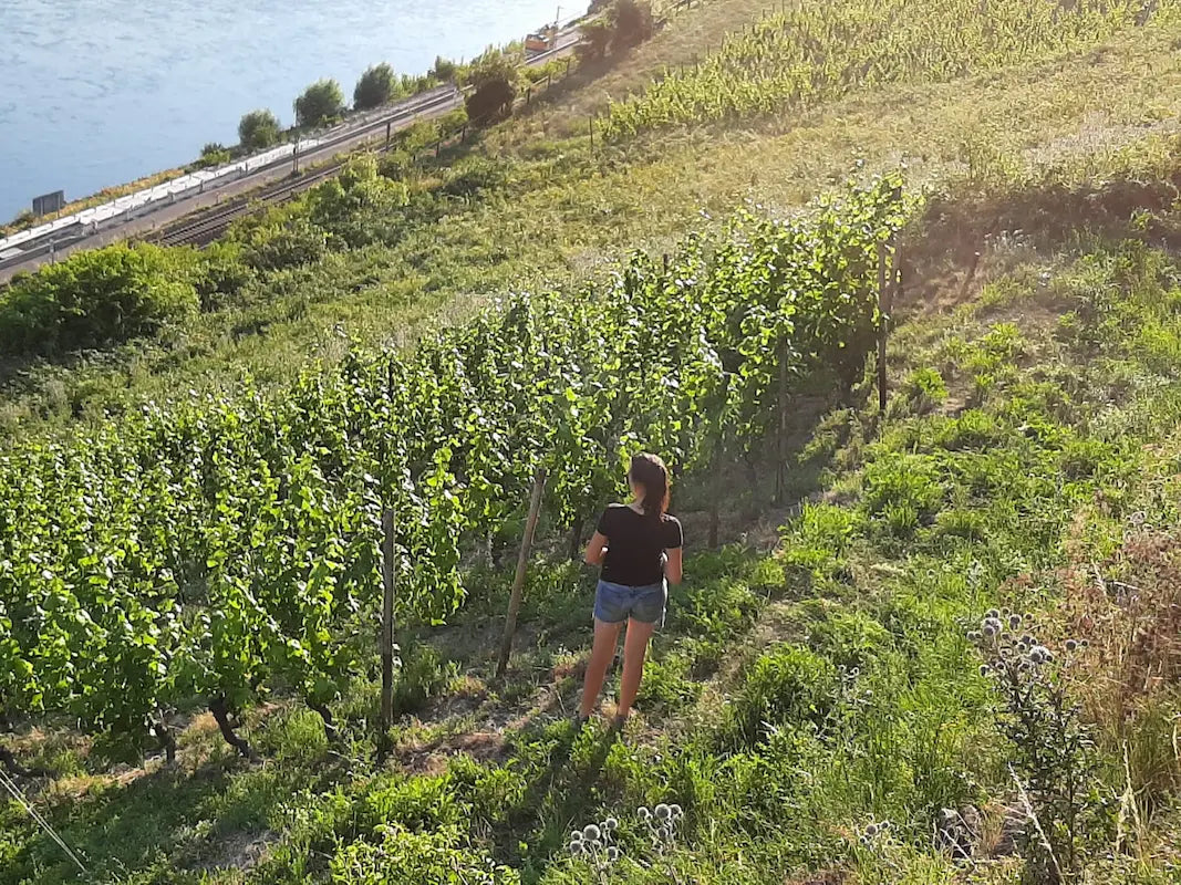 Carolin Weiler vom Weingut Weiler in den Steillagen ihrer Rebberge in Lorch im Rheingau.