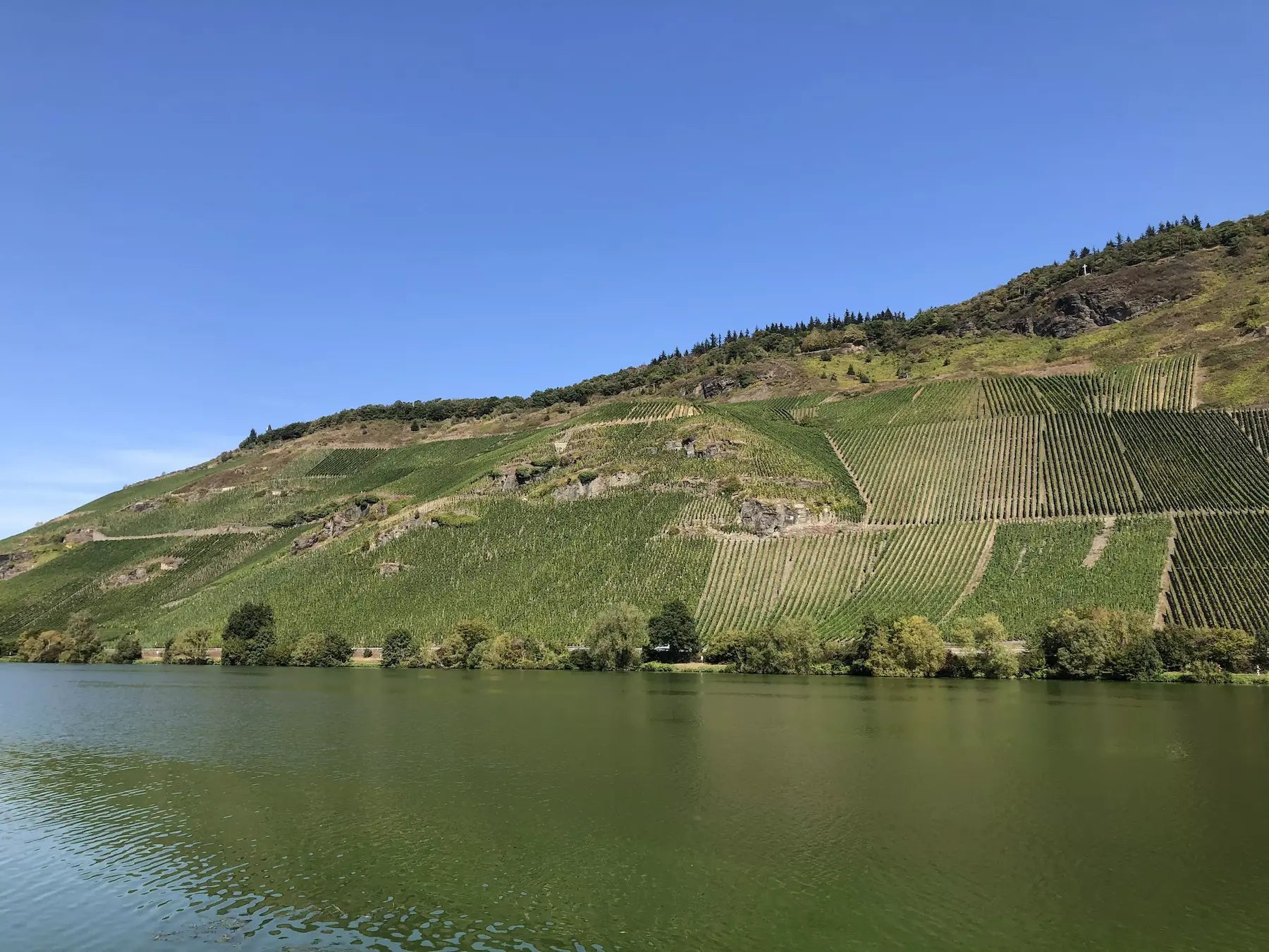 Einzellage Zeltinger Sonnenuhr im Anbaugebiet Mosel mit Weinbergen vom Weingut A. Gessinger.