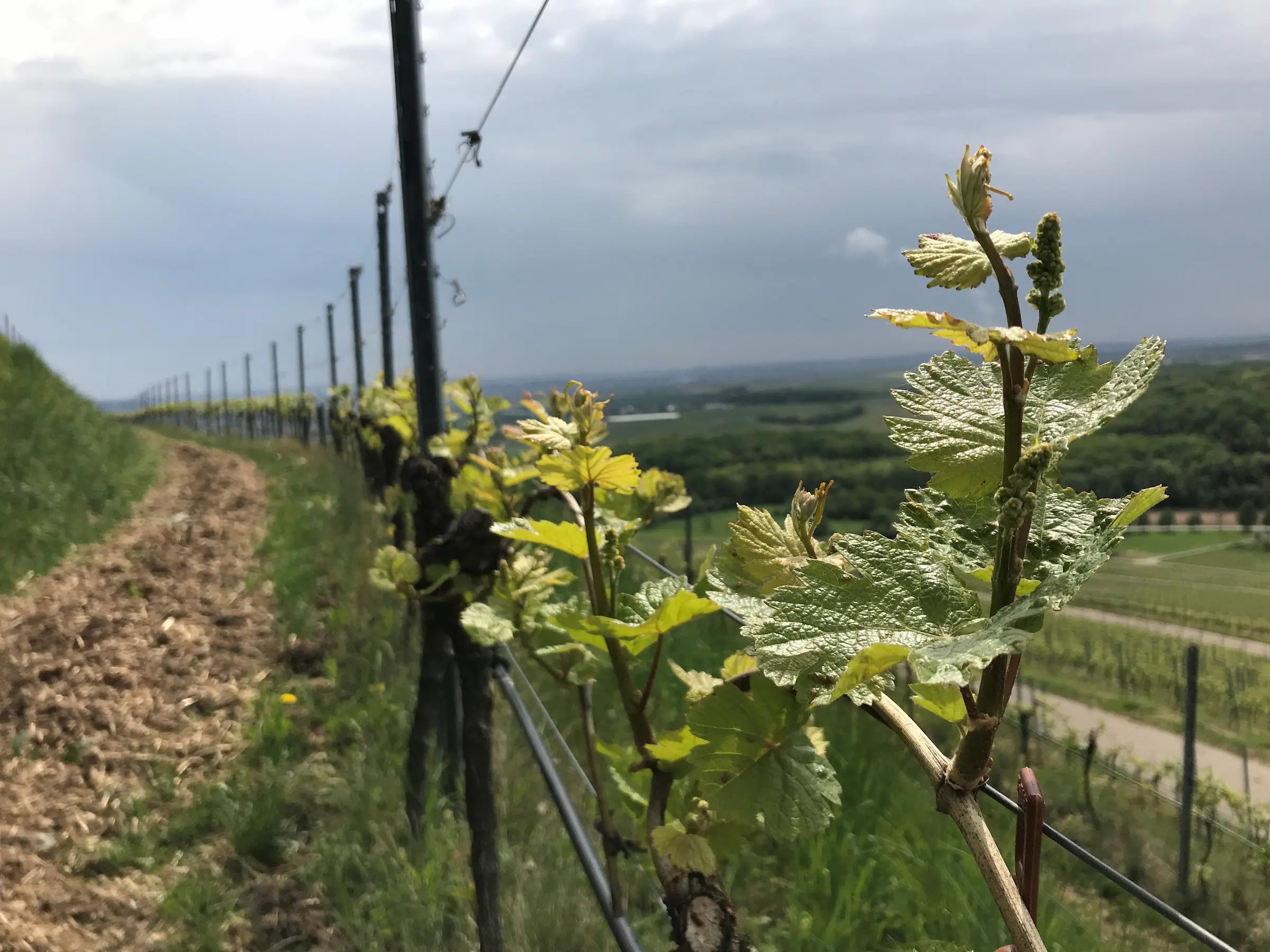 Rebberge des Weingut Graf Neipperg beim Austrieb im Frühjahr.